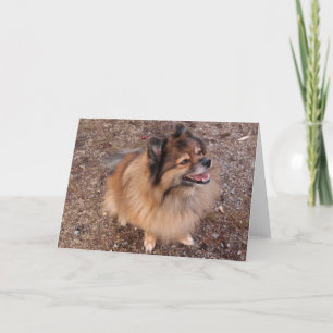 Carte Chien de Poméranie