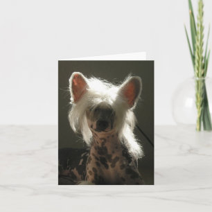 Carte Chien de race chinoise