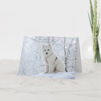 Carte Chien de Samoyed