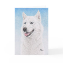 Chien de traîneau sibérien blanc observé par bleu