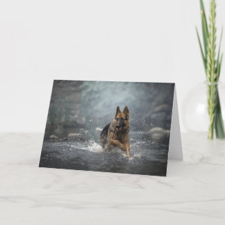 Carte Chien d'eau