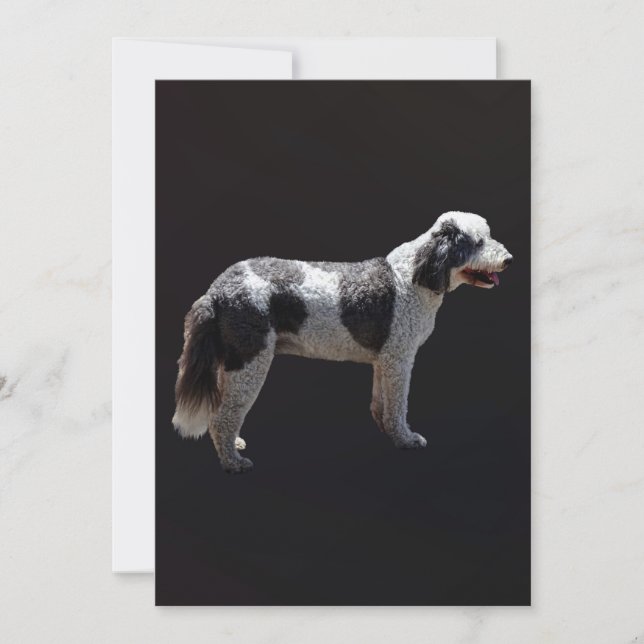 Carte Chien d'eau portugais (Devant)