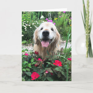 Carte Chien doré souriant parmi les fleurs Blank