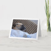 Carte Chien en bas âge dans couverture (Devant)