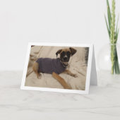 Carte Chien en chandail (Devant)