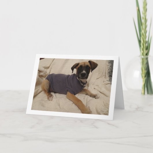 Carte Chien en pull (Devant)