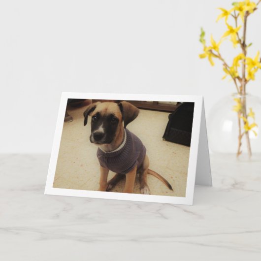 Carte Chien en pull (Fleur jaune)