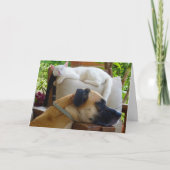 Carte Chien endormi Chaton couché Kitten (Devant)