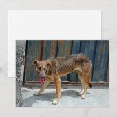 Carte chien errant (Devant / Derrière)