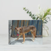 Carte chien errant (Debout devant)