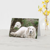 Carte Chien et chiot des Pyrénées (Fleur jaune)