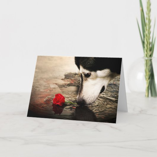 Carte Chien et Rose rouge (Devant)