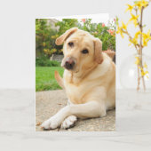 Carte Chien jaune de Labrador (Fleur jaune)