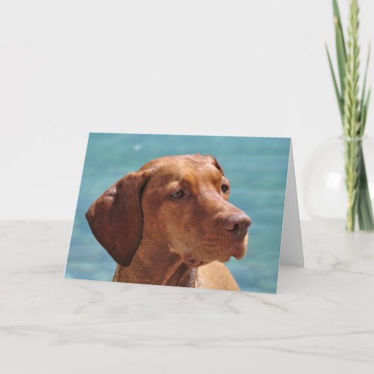 Carte Chien Magyar Vizsla (Devant)