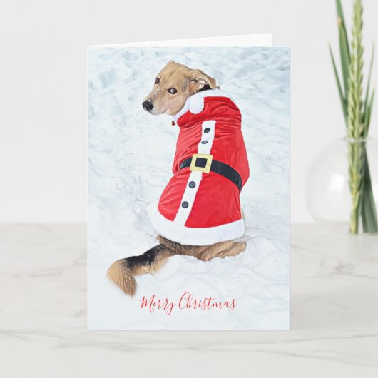 Carte Chien mignon Noël Neige Costume rouge Père Noël (Devant)