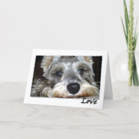 CHIEN : Mini Schnauzer allemand avec amour