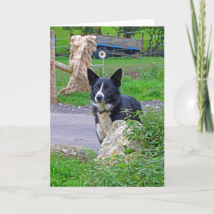 Carte Chien mouton en Écosse