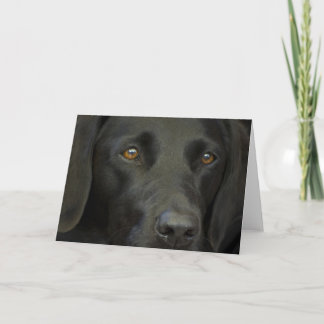 Carte Chien noir du Labrador