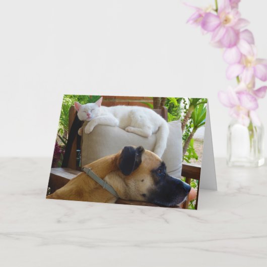 Carte Chien posé en chaise avec chaton blanc (Orchidée)