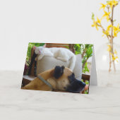 Carte Chien posé en chaise avec chaton blanc (Fleur jaune)