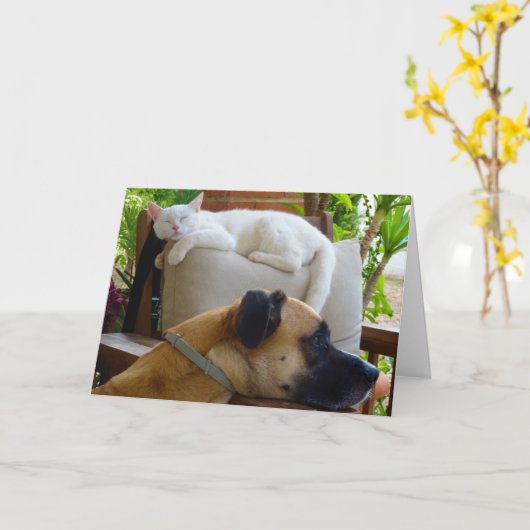Carte Chien posé en chaise avec chaton blanc (Fleur jaune)