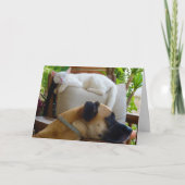 Carte Chien posé en chaise avec chaton blanc (Devant)