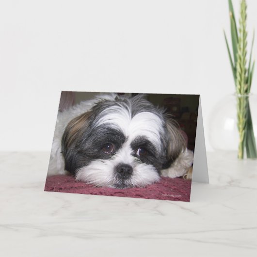 Carte Chien Shih Tzu (Devant)