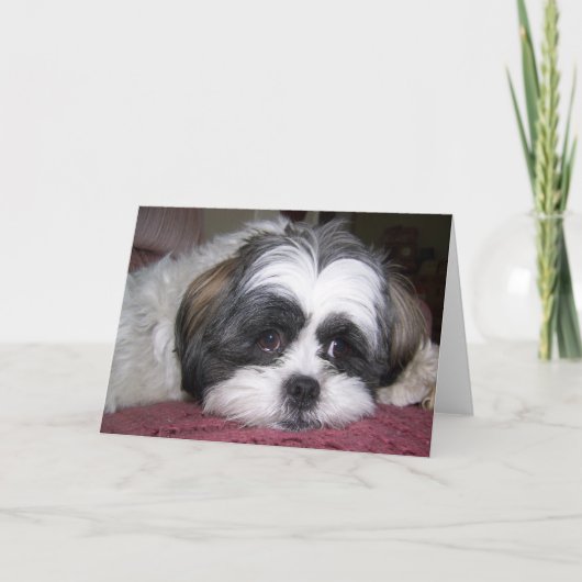 Carte Chien Shih Tzu (Devant)