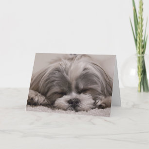 Carte Chien Shih Tzu Dormir