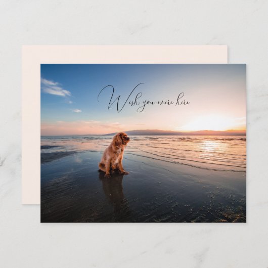 Carte Chien sur la plage Miss You Flat Grey Card (Devant / Derrière)
