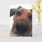 Carte Chienchien bonjour (Fleur jaune)