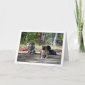 Carte Chiens à l'école de dressage (Devant)