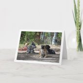 Carte Chiens à l'école de formation (Devant)