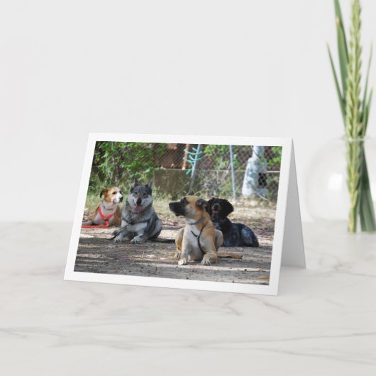 Carte Chiens à l'école de formation (Devant)