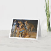 Carte Chiens assis pour la nourriture Portrait (Devant)