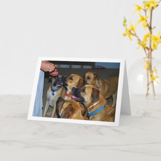 Carte Chiens assis pour le portrait alimentaire (Fleur jaune)