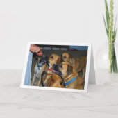 Carte Chiens assis pour le portrait alimentaire (Devant)