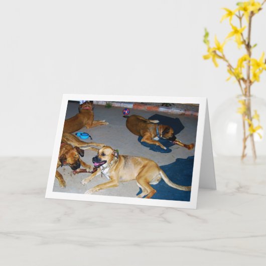 Carte Chiens avec os et serviettes (Fleur jaune)