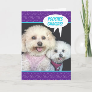 Carte Chiens Cute Poochon - Merci Pooches Gracias