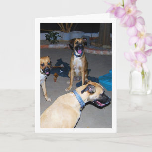 Carte Chiens la Nuit