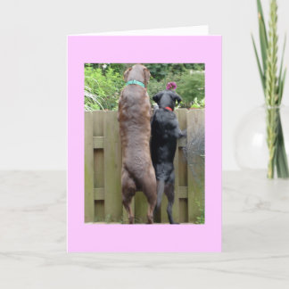 Carte Chiens Labarador