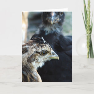 Carte Chiens mélangés de Barnyard