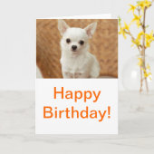 Carte Chihuahua blanc (Fleur jaune)