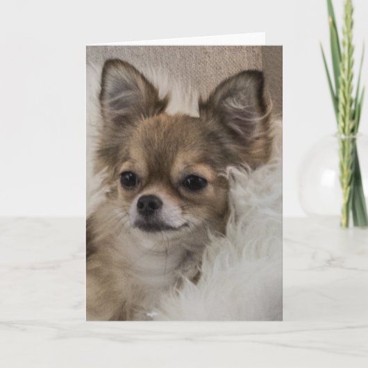 Carte Chihuahua gâté se relaxant (Devant)