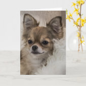 Carte Chihuahua gâté se relaxant (Fleur jaune)