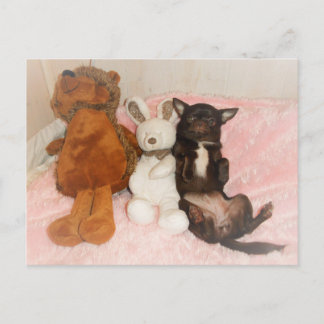 carte chihuahua marron nounours peluches humor briefkaart