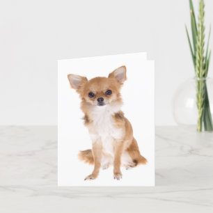 Carte Chihuahua Puppy Dog Blank