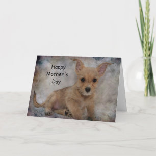 Carte Chihuahua/Yorkie Puppy