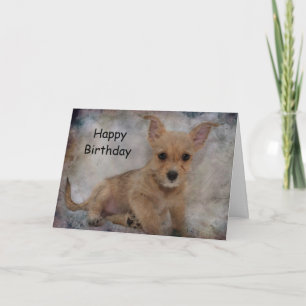 Carte Chihuahua/Yorkie Puppy