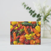 Carte Chilihead (Debout devant)